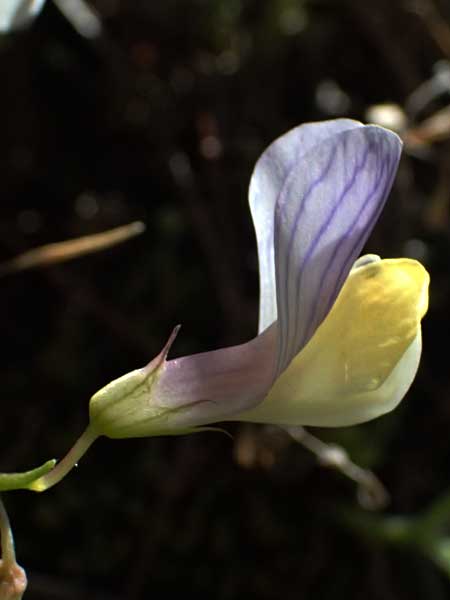 Vicia lunata \ Halbmondf�rmige Wicke, Zypern Nikitari 24.3.2025