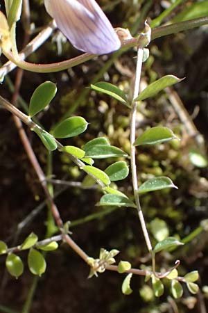 Vicia lunata \ Halbmondf�rmige Wicke, Zypern Nikitari 24.3.2025