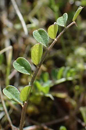 Vicia lunata \ Halbmondf�rmige Wicke, Zypern Nikitari 24.3.2025