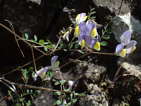 Vicia lunata \ Halbmondf�rmige Wicke, Zypern Nikitari 24.3.2025