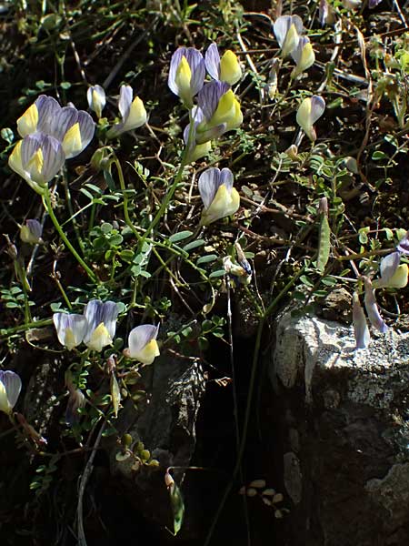 Vicia lunata \ Halbmondf�rmige Wicke, Zypern Nikitari 24.3.2025