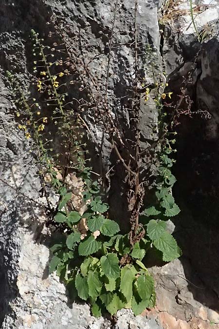 Verbascum levanticum \ Levante-K�nigskerze / Levant Mullein, Zypern/Cyprus Prov.  Paphos,  Episkopi 31.3.2025