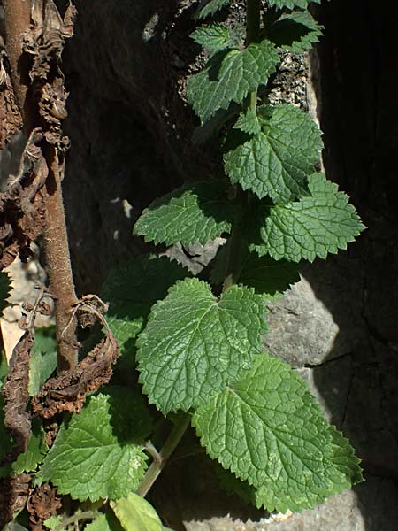Verbascum levanticum \ Levante-K�nigskerze / Levant Mullein, Zypern/Cyprus Prov.  Paphos,  Episkopi 31.3.2025