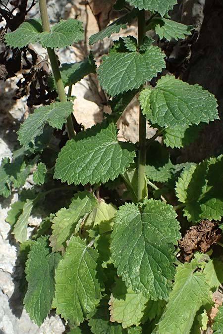 Verbascum levanticum \ Levante-K�nigskerze / Levant Mullein, Zypern/Cyprus Prov.  Paphos,  Episkopi 31.3.2025