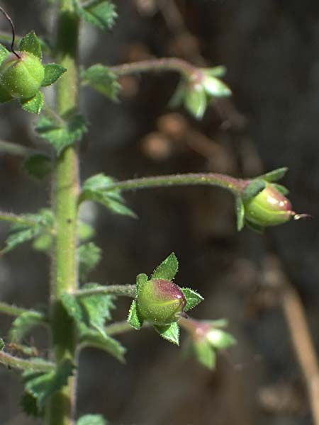 Verbascum levanticum \ Levante-K�nigskerze / Levant Mullein, Zypern/Cyprus Prov.  Paphos,  Episkopi 31.3.2025