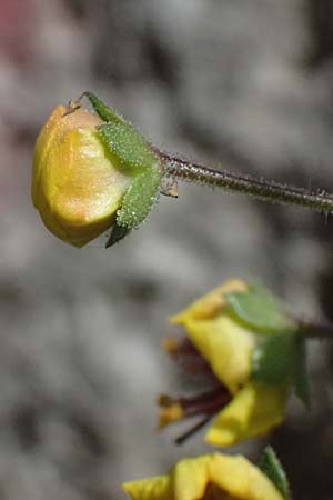 Verbascum levanticum \ Levante-K�nigskerze / Levant Mullein, Zypern/Cyprus Prov.  Paphos,  Episkopi 31.3.2025