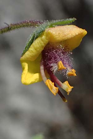 Verbascum levanticum \ Levante-K�nigskerze / Levant Mullein, Zypern/Cyprus Prov.  Paphos,  Episkopi 31.3.2025