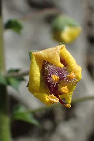Verbascum levanticum \ Levante-K�nigskerze / Levant Mullein, Zypern/Cyprus Prov.  Paphos,  Episkopi 31.3.2025