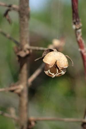 Verbascum levanticum \ Levante-K�nigskerze / Levant Mullein, Zypern/Cyprus Prov.  Paphos,  Episkopi 31.3.2025