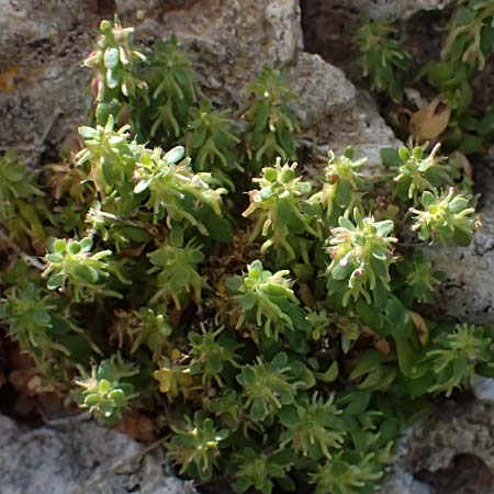 Valantia muralis \ Mauer-Schuttkraut / Wall Valantia, Zypern/Cyprus Akamas, Neo Chorio 20.3.2025