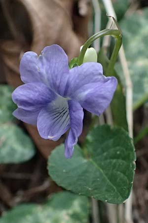 Viola sieheana \ Siehes Veilchen / Siehe's Violet, Zypern/Cyprus Platres 28.3.2025