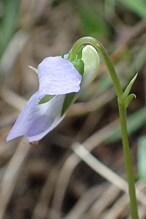 Viola sieheana \ Siehes Veilchen / Siehe's Violet, Zypern/Cyprus Platres 28.3.2025