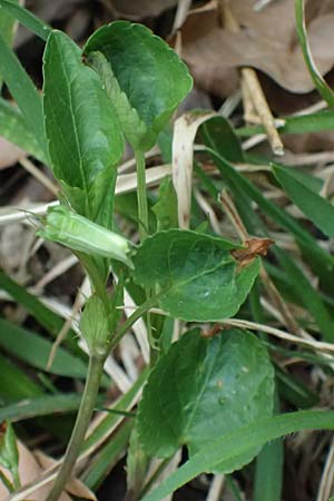 Viola sieheana \ Siehes Veilchen / Siehe's Violet, Zypern/Cyprus Platres 28.3.2025