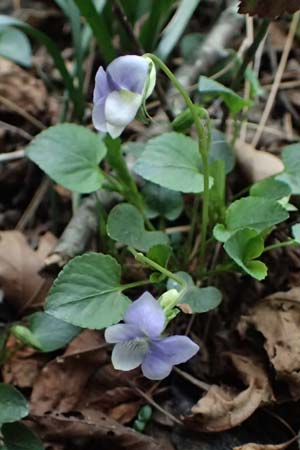 Viola sieheana \ Siehes Veilchen / Siehe's Violet, Zypern/Cyprus Platres 28.3.2025