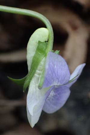 Viola sieheana \ Siehes Veilchen / Siehe's Violet, Zypern/Cyprus Platres 28.3.2025