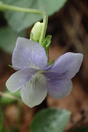 Viola sieheana \ Siehes Veilchen / Siehe's Violet, Zypern/Cyprus Platres 28.3.2025