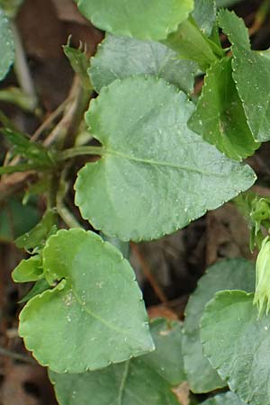Viola sieheana \ Siehes Veilchen / Siehe's Violet, Zypern/Cyprus Platres 28.3.2025