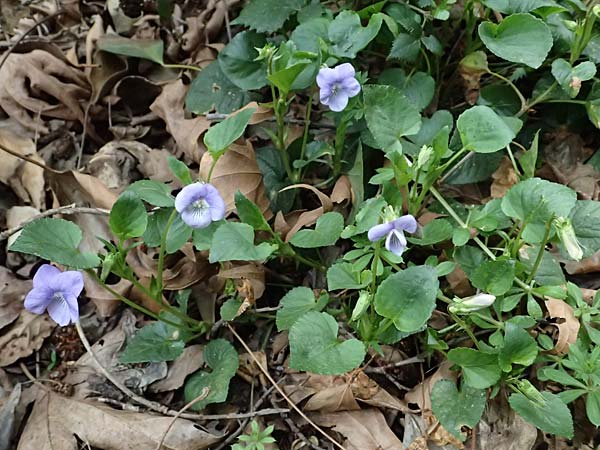 Viola sieheana \ Siehes Veilchen / Siehe's Violet, Zypern/Cyprus Platres 28.3.2025