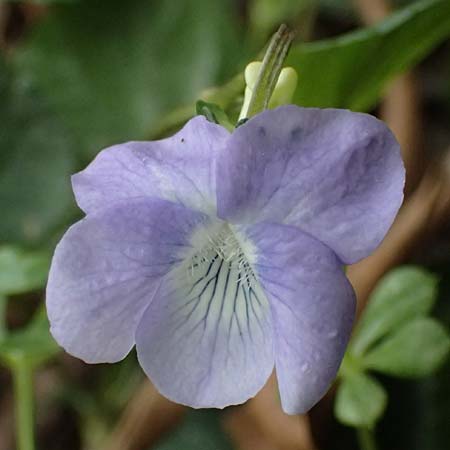 Viola sieheana \ Siehes Veilchen / Siehe's Violet, Zypern/Cyprus Platres 28.3.2025