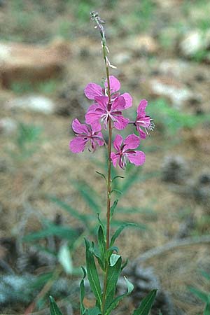 Epilobium angustifolium \ Schmalblttriges Weidenrschen / Rosebay Willowherb, Zypern/Cyprus Troodos, Mt. Olympos 26.6.1999