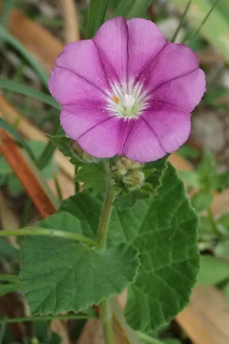 Convolvulus coelesyriacus \ Syrische Winde / Syrian Bindweed, Zypern/Cyprus Prov.  Paphos,  Episkopi 31.3.2025
