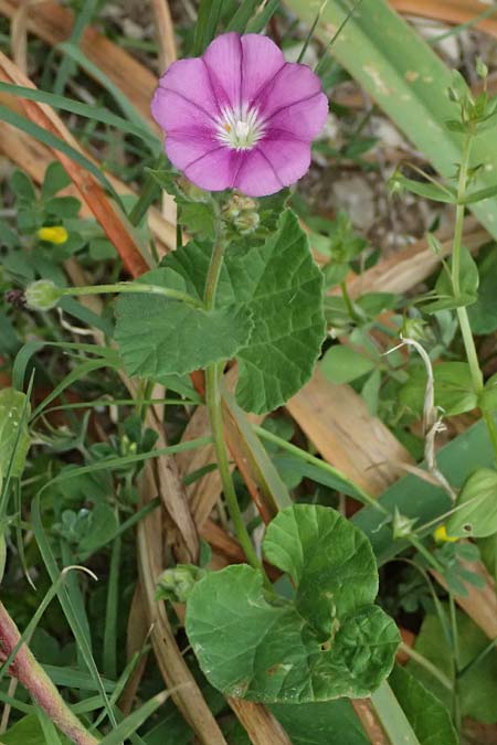 Convolvulus coelesyriacus \ Syrische Winde / Syrian Bindweed, Zypern/Cyprus Prov.  Paphos,  Episkopi 31.3.2025