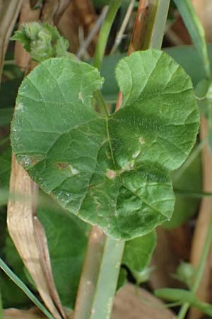 Convolvulus coelesyriacus \ Syrische Winde / Syrian Bindweed, Zypern/Cyprus Prov.  Paphos,  Episkopi 31.3.2025