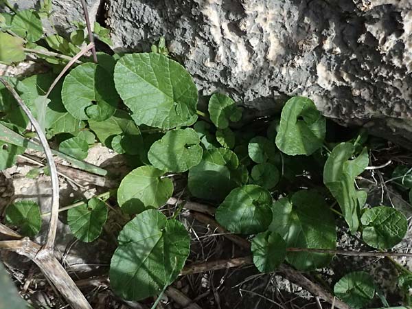 Convolvulus coelesyriacus \ Syrische Winde / Syrian Bindweed, Zypern/Cyprus Prov.  Paphos,  Episkopi 31.3.2025