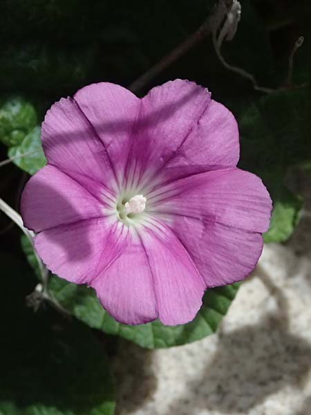 Convolvulus coelesyriacus \ Syrische Winde / Syrian Bindweed, Zypern/Cyprus Prov.  Paphos,  Episkopi 31.3.2025