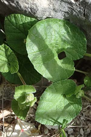 Convolvulus coelesyriacus \ Syrische Winde / Syrian Bindweed, Zypern/Cyprus Prov.  Paphos,  Episkopi 31.3.2025