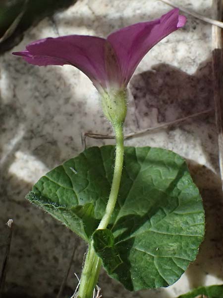Convolvulus coelesyriacus \ Syrische Winde / Syrian Bindweed, Zypern/Cyprus Prov.  Paphos,  Episkopi 31.3.2025