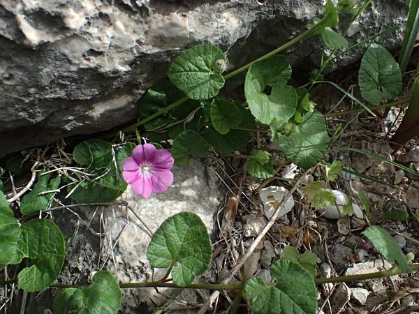 Convolvulus coelesyriacus \ Syrische Winde / Syrian Bindweed, Zypern/Cyprus Prov.  Paphos,  Episkopi 31.3.2025