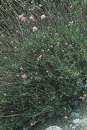 Lomelosia argentea \ Silber-Skabiose / Silver-Scabious, Zypern/Cyprus Troodos 29.6.1999