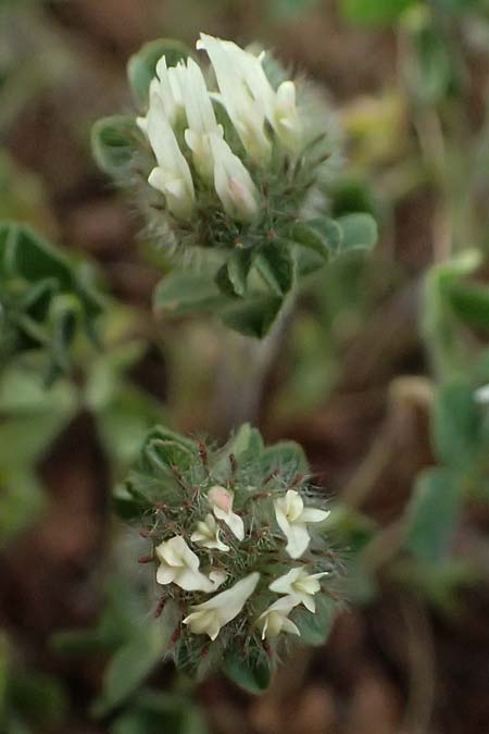 Trifolium scabrum \ Rauer Klee / Rough Clover, Zypern/Cyprus Pegeia 30.3.2025