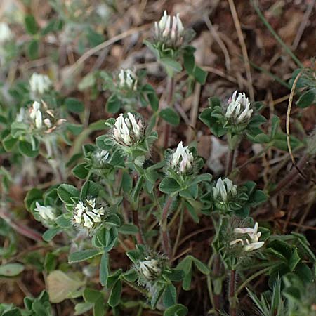 Trifolium scabrum \ Rauer Klee / Rough Clover, Zypern/Cyprus Pegeia 30.3.2025