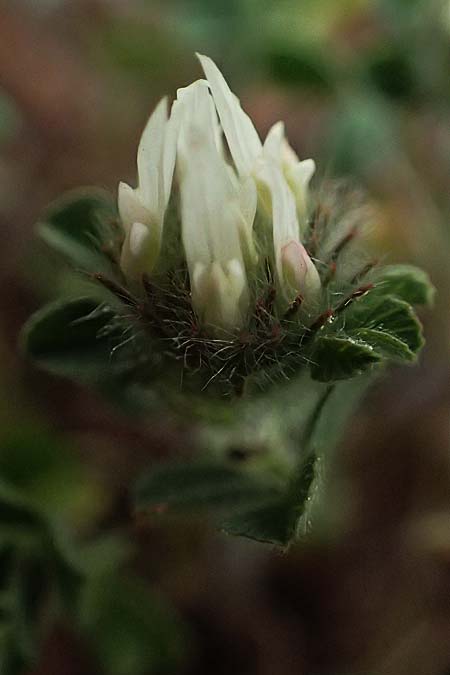 Trifolium scabrum \ Rauer Klee / Rough Clover, Zypern/Cyprus Pegeia 30.3.2025