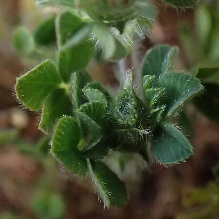 Trifolium scabrum \ Rauer Klee / Rough Clover, Zypern/Cyprus Pegeia 30.3.2025
