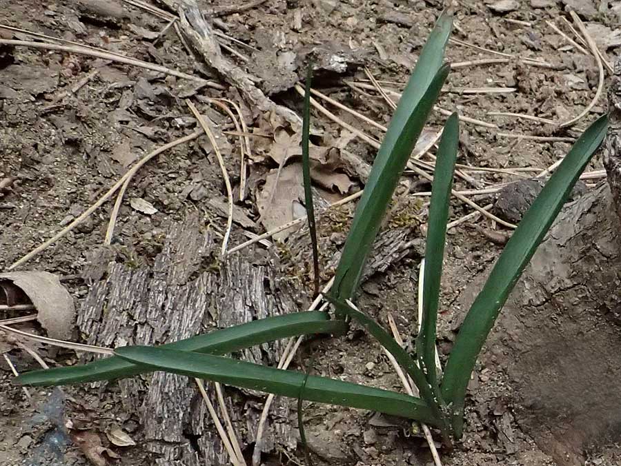 Scilla lochiae \ Zyprische Sternhyazinthe, Zyprischer Schneeglanz / Loch's Glory of the Snow, Zypern/Cyprus Platres 28.3.2025