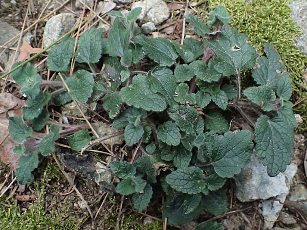 Scutellaria cypria \ Zypern-Helmkraut / Cyprus Skullcap, Zypern/Cyprus Platres 28.3.2025