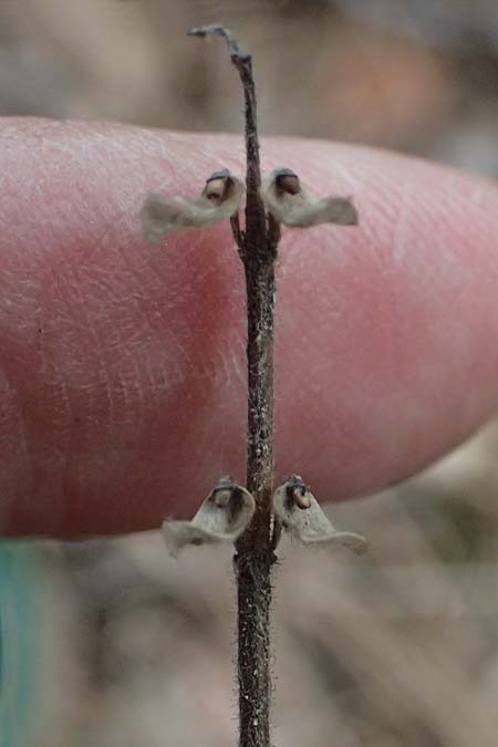 Scutellaria cypria \ Zypern-Helmkraut / Cyprus Skullcap, Zypern/Cyprus Platres 28.3.2025