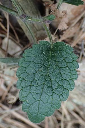 Scutellaria cypria, Cyprus Moss Scutellaria cypria, Cyprus Moss