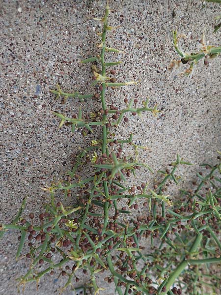 Asparagus horridus \ Stechender Spargel / Grey Asparagus, Zypern/Cyprus Asprokremmos Dam 1.4.2025
