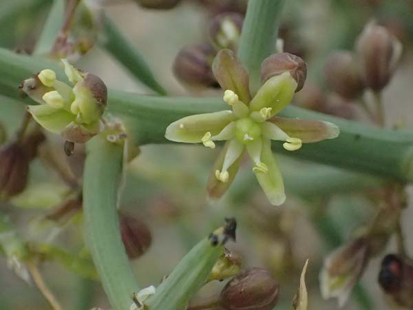 Asparagus horridus \ Stechender Spargel / Grey Asparagus, Zypern/Cyprus Asprokremmos Dam 1.4.2025