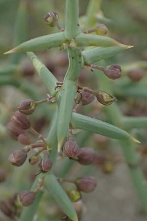 Asparagus horridus \ Stechender Spargel / Grey Asparagus, Zypern/Cyprus Asprokremmos Dam 1.4.2025