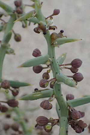 Asparagus horridus \ Stechender Spargel / Grey Asparagus, Zypern/Cyprus Asprokremmos Dam 1.4.2025