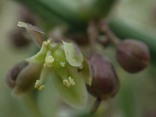 Asparagus horridus \ Stechender Spargel / Grey Asparagus, Zypern/Cyprus Asprokremmos Dam 1.4.2025