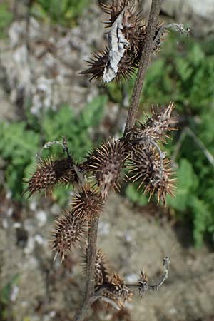 Xanthium strumarium \ Gewhnliche Spitzklette / Rough Cocklebur, Common Cocklebur, Zypern/Cyprus Xyliatos 26.3.2025