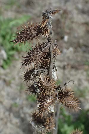 Xanthium strumarium \ Gewhnliche Spitzklette / Rough Cocklebur, Common Cocklebur, Zypern/Cyprus Xyliatos 26.3.2025