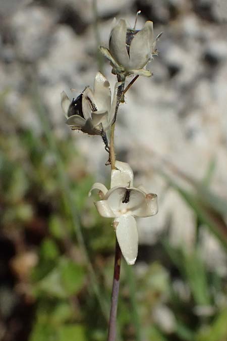 Linaria simplex \ Einfaches Leinkraut / Simple Toadflax, Zypern/Cyprus Akamas, Neo Chorio 20.3.2025
