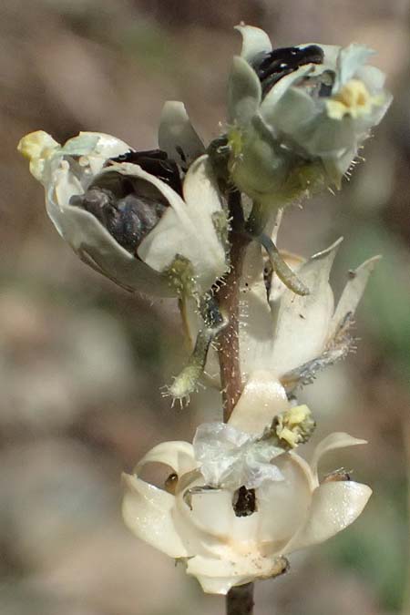 Linaria simplex \ Einfaches Leinkraut / Simple Toadflax, Zypern/Cyprus Akamas, Neo Chorio 20.3.2025